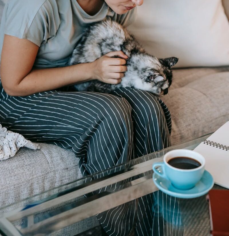 La catsitter jugando con "Manchitas". El cuidado de gatos a domicilio mantiene a tu gato sano, activo y cuidado.