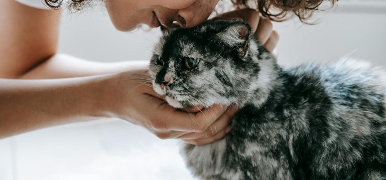 Cuidamos a tus gatos como si fuesen los nuestros. No dudes en contratar nuestros servicios de cuidado de gatos a domicilio en el Baix Llobregat.