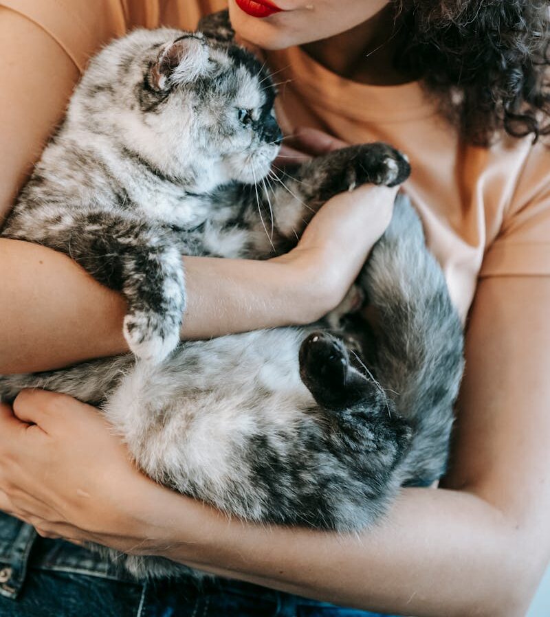 Mimamos a vuestros gatos tanto como vosotros lo haríais. No dudes en contratar nuestros servicios de cuidado de gatos a domicilio en el Baix Llobregat.