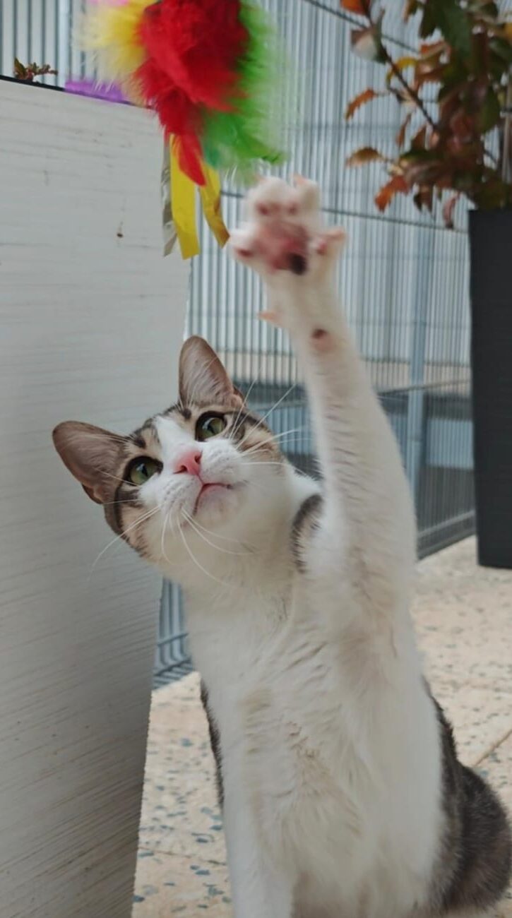 Mimamos a vuestros gatos tanto como vosotros lo haríais. No dudes en contratar nuestros servicios de cuidado de gatos a domicilio en el Baix Llobregat.